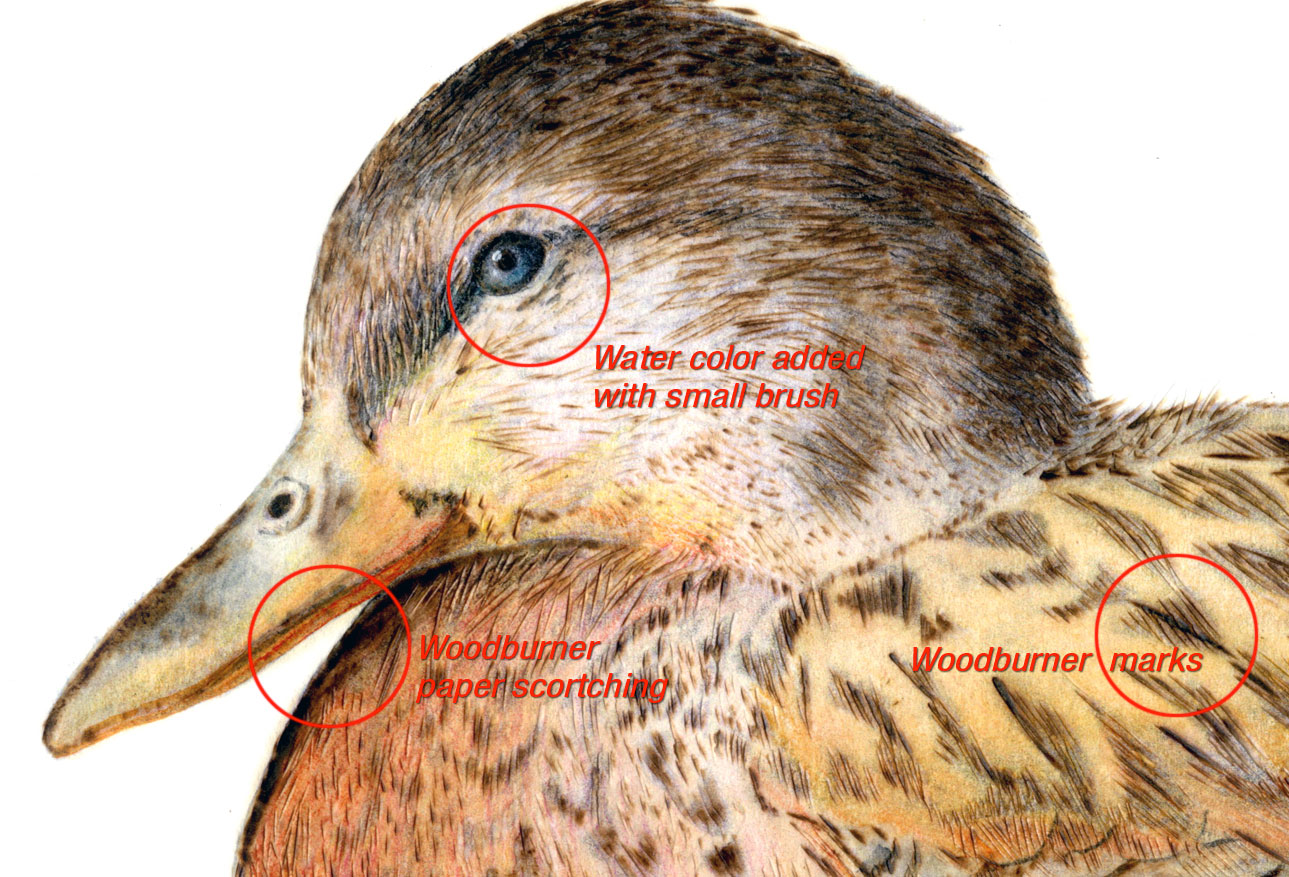 Mallard Duck Detail